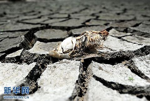 河床客场不敌对手，遭遇困境